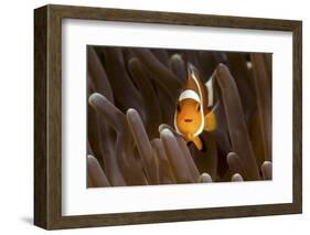 Clown Fish Portrait in Anemone-Bernard Radvaner-Framed Photographic Print