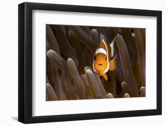 Clown Fish Portrait in Anemone-Bernard Radvaner-Framed Photographic Print