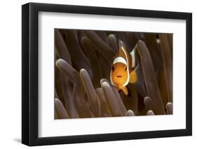 Clown Fish Portrait in Anemone-Bernard Radvaner-Framed Photographic Print