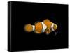 Clown Fish-Durwood Coffey-Framed Stretched Canvas