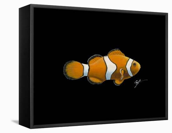 Clown Fish-Durwood Coffey-Framed Stretched Canvas