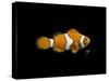 Clown Fish-Durwood Coffey-Stretched Canvas