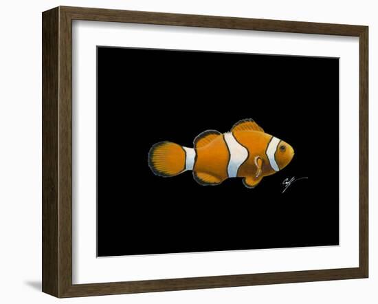 Clown Fish-Durwood Coffey-Framed Giclee Print