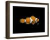 Clown Fish-Durwood Coffey-Framed Giclee Print