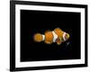 Clown Fish-Durwood Coffey-Framed Giclee Print