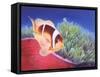 Clown Fish-Durwood Coffey-Framed Stretched Canvas