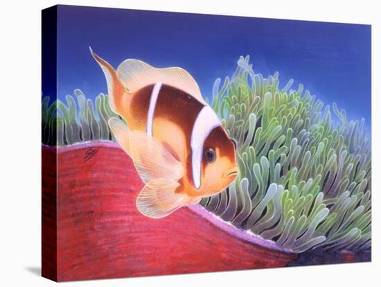 Clown Fish-Durwood Coffey-Stretched Canvas