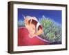 Clown Fish-Durwood Coffey-Framed Giclee Print