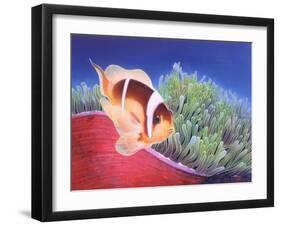 Clown Fish-Durwood Coffey-Framed Giclee Print