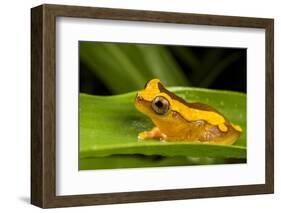 Clown frog (Dendropsophus leucophyllatus), Villa Carmen Biological Station, Peru-Emanuele Biggi-Framed Photographic Print