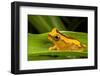 Clown frog (Dendropsophus leucophyllatus), Villa Carmen Biological Station, Peru-Emanuele Biggi-Framed Photographic Print