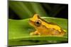 Clown frog (Dendropsophus leucophyllatus), Villa Carmen Biological Station, Peru-Emanuele Biggi-Mounted Photographic Print