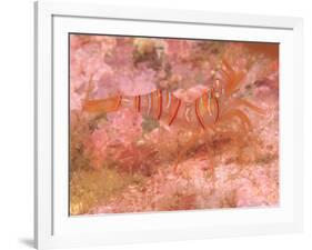 Clown Shrimp, Admiralty Island, Alaska, Inside Passage-Stuart Westmorland-Framed Photographic Print