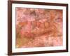 Clown Shrimp, Admiralty Island, Alaska, Inside Passage-Stuart Westmorland-Framed Photographic Print