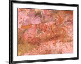 Clown Shrimp, Admiralty Island, Alaska, Inside Passage-Stuart Westmorland-Framed Photographic Print