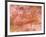 Clown Shrimp, Admiralty Island, Alaska, Inside Passage-Stuart Westmorland-Framed Photographic Print