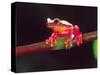 Clown Tree Frog, Native to Surinam, South America-David Northcott-Stretched Canvas