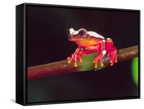 Clown Tree Frog, Native to Surinam, South America-David Northcott-Framed Stretched Canvas