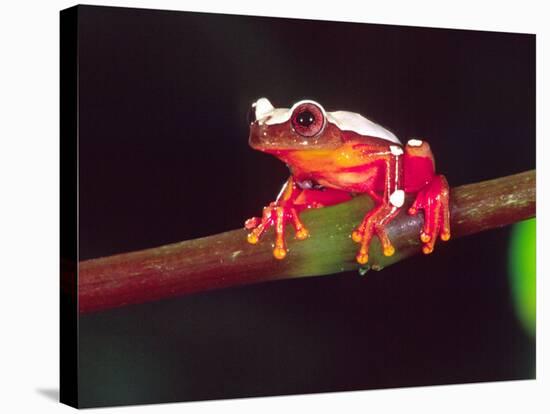 Clown Tree Frog, Native to Surinam, South America-David Northcott-Stretched Canvas