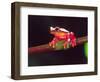 Clown Tree Frog, Native to Surinam, South America-David Northcott-Framed Photographic Print