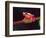 Clown Tree Frog, Native to Surinam, South America-David Northcott-Framed Photographic Print