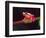 Clown Tree Frog, Native to Surinam, South America-David Northcott-Framed Photographic Print