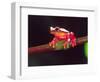 Clown Tree Frog, Native to Surinam, South America-David Northcott-Framed Photographic Print