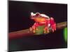 Clown Tree Frog, Native to Surinam, South America-David Northcott-Mounted Photographic Print