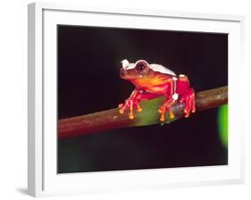 Clown Tree Frog, Native to Surinam, South America-David Northcott-Framed Photographic Print