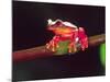 Clown Tree Frog, Native to Surinam, South America-David Northcott-Mounted Photographic Print