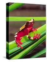 Clown Tree Frog, Native to Surinam, South America-David Northcott-Stretched Canvas