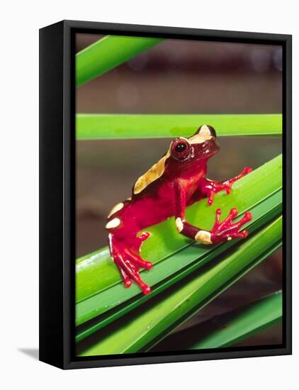 Clown Tree Frog, Native to Surinam, South America-David Northcott-Framed Stretched Canvas