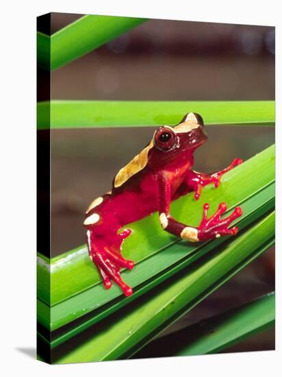 Clown Tree Frog, Native to Surinam, South America-David Northcott-Stretched Canvas