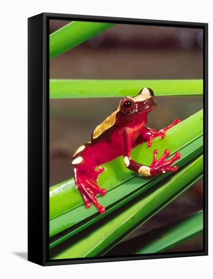 Clown Tree Frog, Native to Surinam, South America-David Northcott-Framed Stretched Canvas