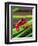 Clown Tree Frog, Native to Surinam, South America-David Northcott-Framed Premium Photographic Print