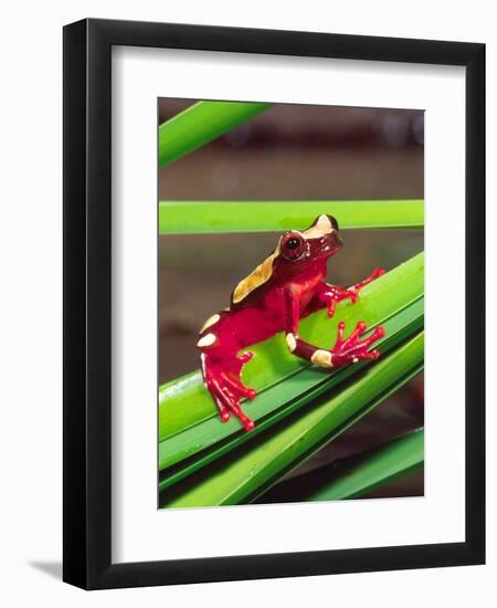 Clown Tree Frog, Native to Surinam, South America-David Northcott-Framed Premium Photographic Print