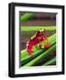 Clown Tree Frog, Native to Surinam, South America-David Northcott-Framed Premium Photographic Print