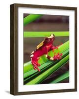 Clown Tree Frog, Native to Surinam, South America-David Northcott-Framed Photographic Print