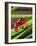 Clown Tree Frog, Native to Surinam, South America-David Northcott-Framed Photographic Print