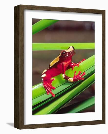 Clown Tree Frog, Native to Surinam, South America-David Northcott-Framed Photographic Print