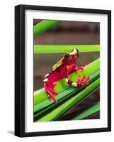 Clown Tree Frog, Native to Surinam, South America-David Northcott-Framed Photographic Print