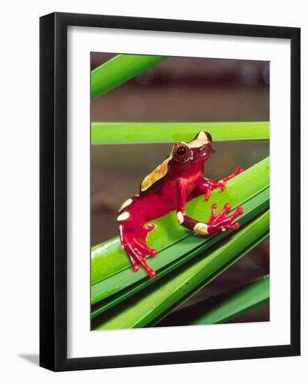 Clown Tree Frog, Native to Surinam, South America-David Northcott-Framed Photographic Print