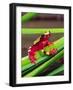 Clown Tree Frog, Native to Surinam, South America-David Northcott-Framed Photographic Print