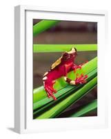 Clown Tree Frog, Native to Surinam, South America-David Northcott-Framed Photographic Print