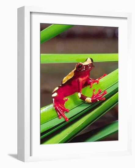 Clown Tree Frog, Native to Surinam, South America-David Northcott-Framed Photographic Print