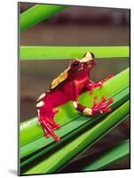 Clown Tree Frog, Native to Surinam, South America-David Northcott-Mounted Photographic Print