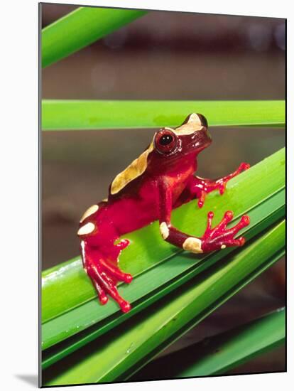 Clown Tree Frog, Native to Surinam, South America-David Northcott-Mounted Photographic Print