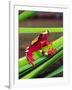 Clown Tree Frog, Native to Surinam, South America-David Northcott-Framed Photographic Print