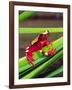 Clown Tree Frog, Native to Surinam, South America-David Northcott-Framed Photographic Print