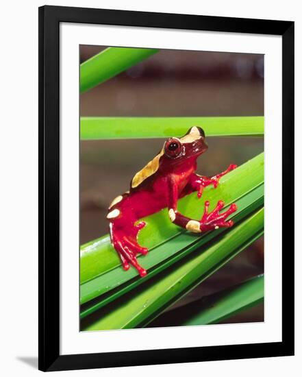 Clown Tree Frog, Native to Surinam, South America-David Northcott-Framed Photographic Print